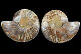 Cut & Polished Ammonite Fossil - Crystal Chambers #97766-1